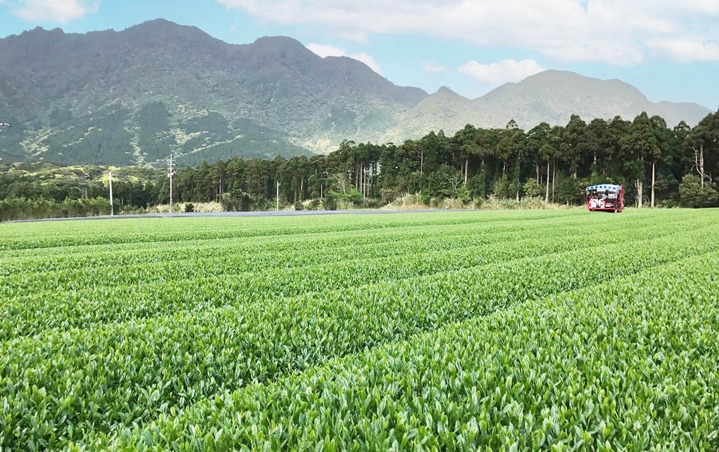 お茶へのこだわり画像