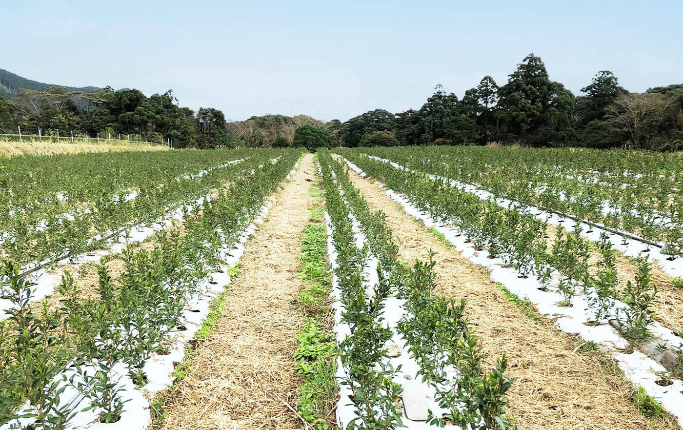 お茶へのこだわり画像